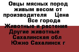 Овцы мясных пород живым весом от производителя. › Цена ­ 110 - Все города Животные и растения » Другие животные   . Сахалинская обл.,Южно-Сахалинск г.